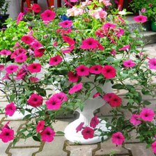 Схема вышивки «цветы у дома»