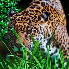 Схема вышивки «№554950»