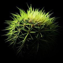 Схема вышивки «кактус»