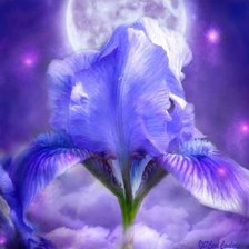 Схема вышивки «№554955»