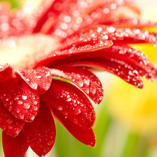 Схема вышивки «Герберы»