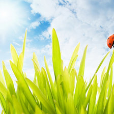 Схема вышивки «№555028»