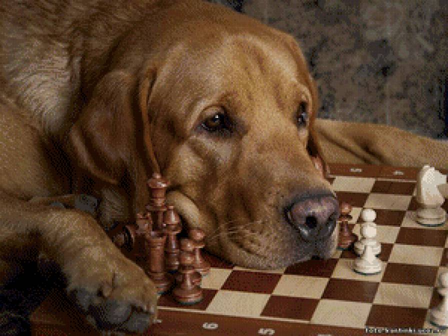 верный друг - предпросмотр