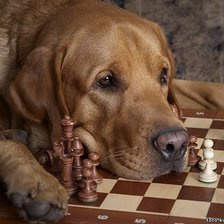 Схема вышивки «верный друг»