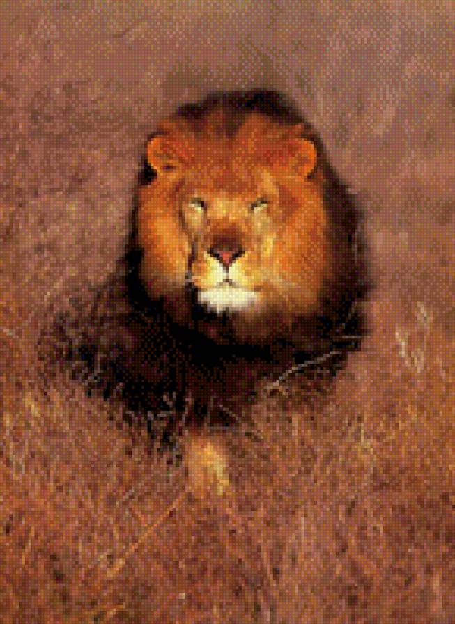 в роще - львы, животные - предпросмотр