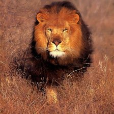 Схема вышивки «в роще»