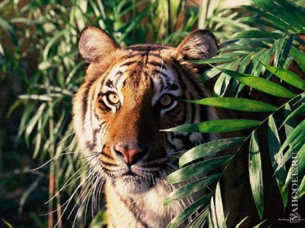 в засаде - тигры, животные - оригинал