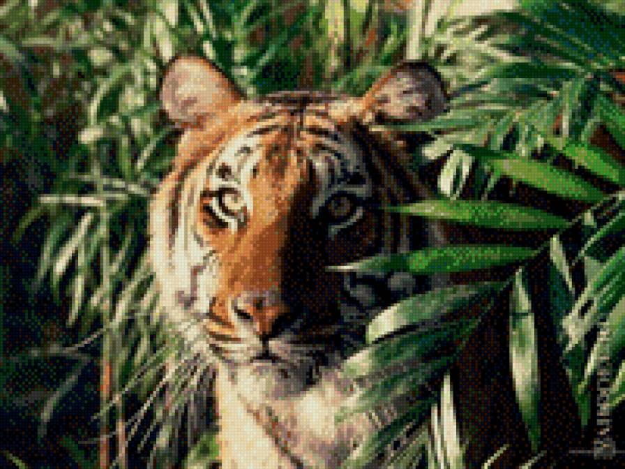 в засаде - животные, тигры - предпросмотр