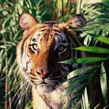 Схема вышивки «в засаде»