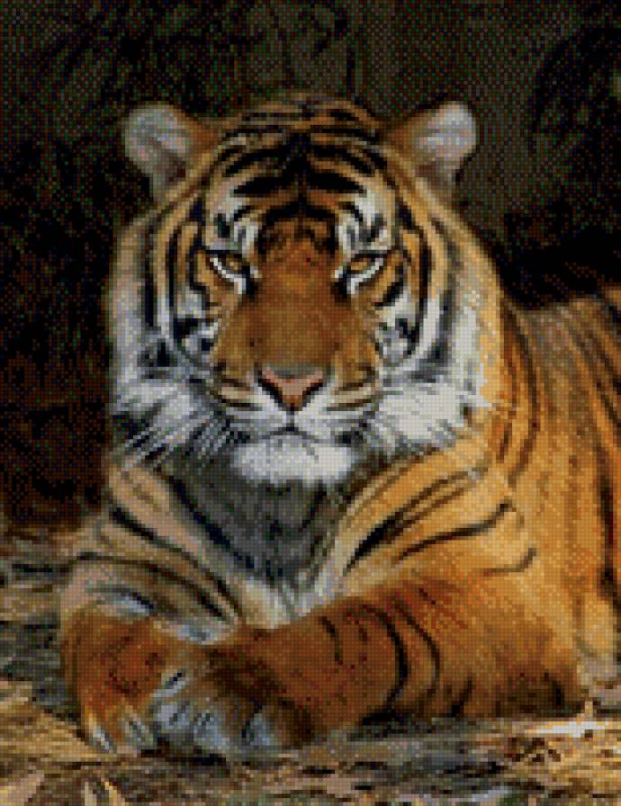 серьезен как никогда - тигры, животные - предпросмотр