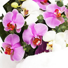 Схема вышивки «№555266»