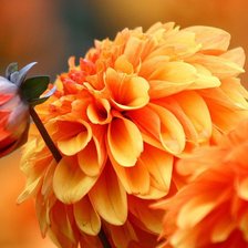 Схема вышивки «№555268»