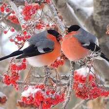 Схема вышивки «№555280»