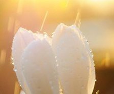 Схема вышивки «Подснежники в росе ч.1»