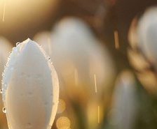 Схема вышивки «Подснежники в росе ч.2»