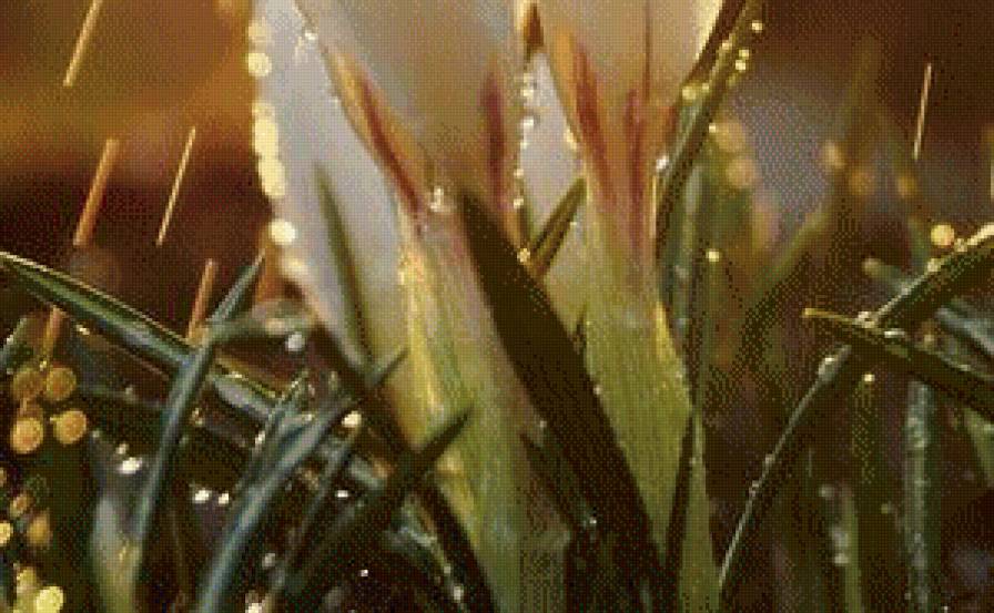 Подснежники в росе ч.3 - подснежники, утро, роса, цветы - предпросмотр