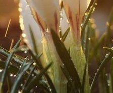 Схема вышивки «Подснежники в росе ч.3»