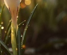 Схема вышивки «Подснежники в росе ч.4»