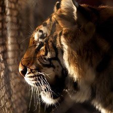 Схема вышивки «Тигр»