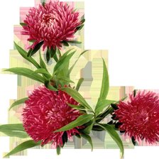 Схема вышивки «астры»