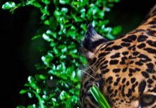 Схема вышивки «леопард часть 1»