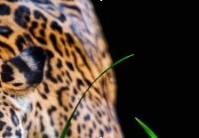 Схема вышивки «леопард часть 2»