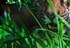 Схема вышивки «леопард часть 3»