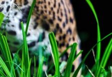 Схема вышивки «леопард часть 4»