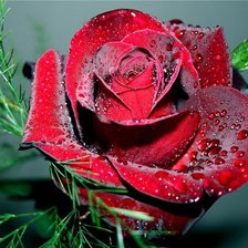 Схема вышивки «Роза»