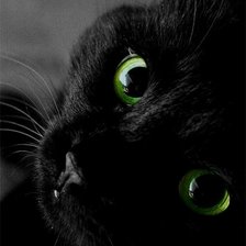 Схема вышивки «Чёрный красавец»