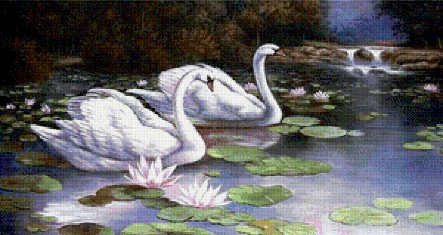 пара лебедей - озеро, лотосы, лебеди, водоем, пейзаж - предпросмотр