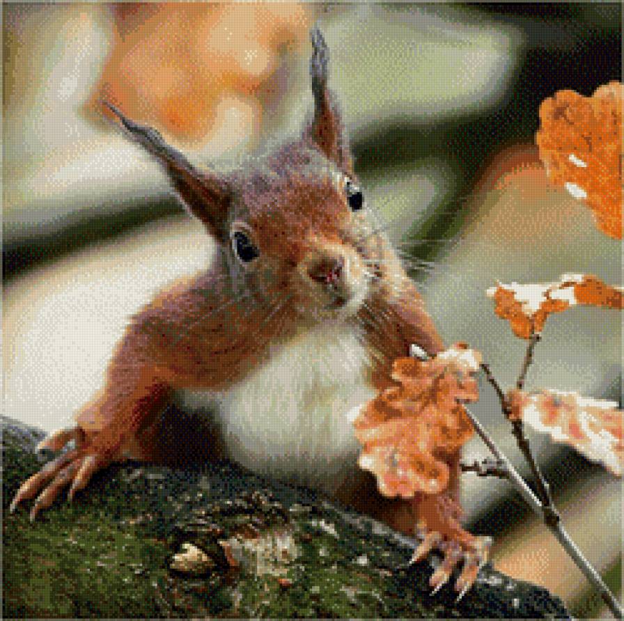 белка - лес, осень, белка, животные, природа - предпросмотр