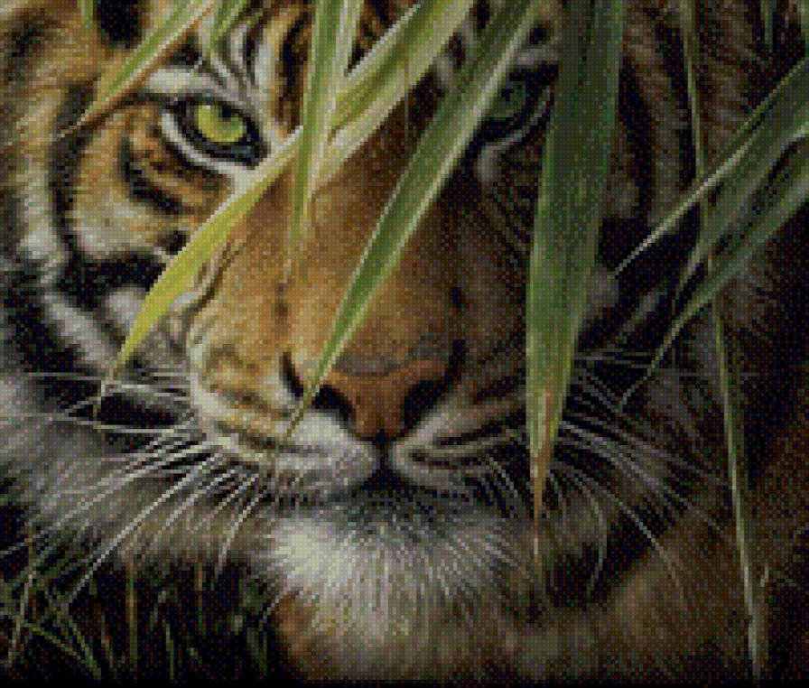 на охоте - животные, тигры - предпросмотр