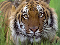 Схема вышивки «ангельский взгляд»