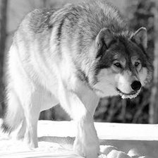 Схема вышивки «тайком»