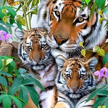 Схема вышивки «Тигры»