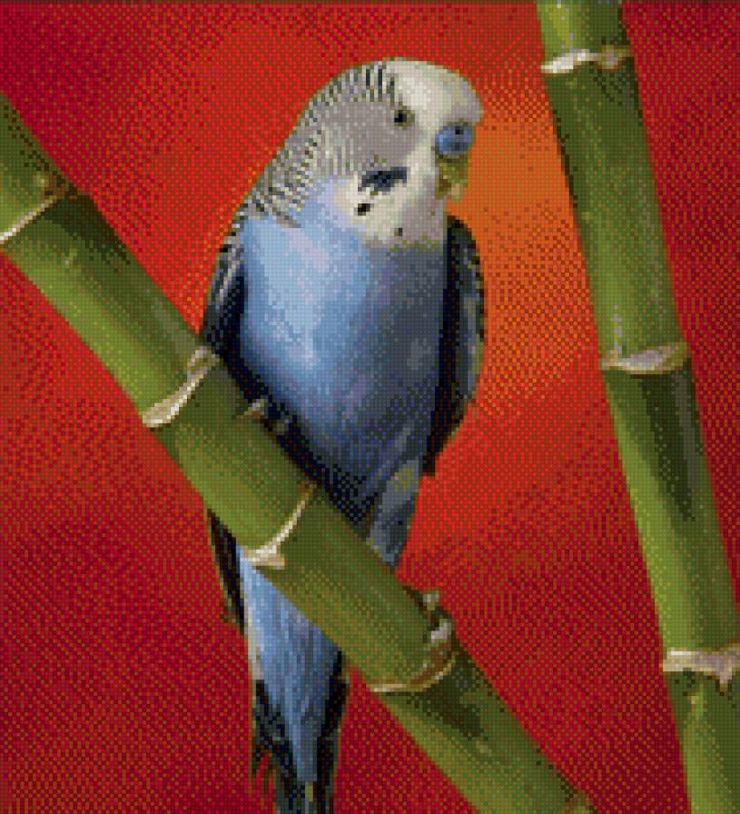 попугайчик - птицы - предпросмотр