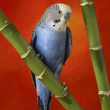 Схема вышивки «попугайчик»