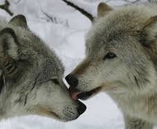 Схема вышивки «волки»