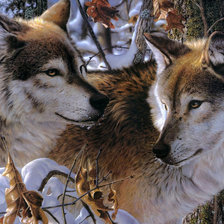 Схема вышивки «волки»