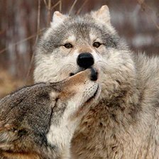 Схема вышивки «волки»