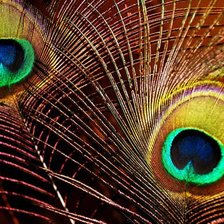 Схема вышивки «перья павлина»