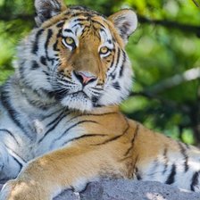 Схема вышивки «тигр»