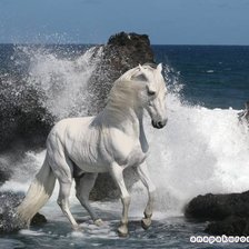 Схема вышивки «мустанг»