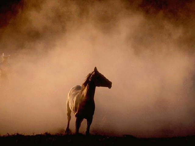в тумане - кони, мустанг - оригинал