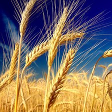 Схема вышивки «колосья пшеницы»