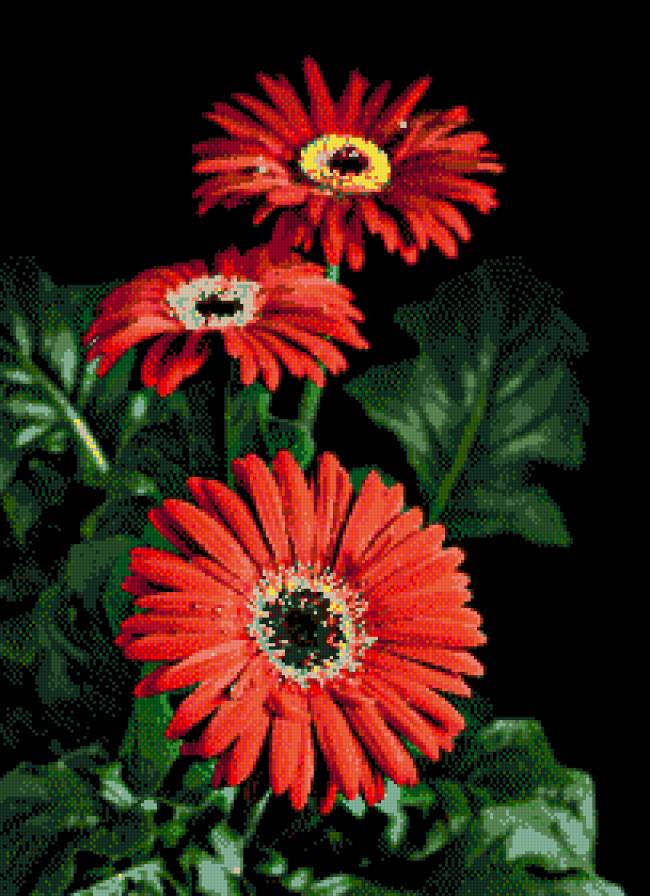 герберы - предпросмотр