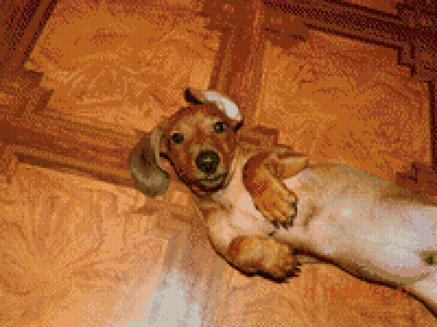 Филя - предпросмотр