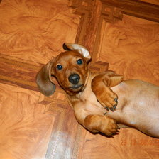 Схема вышивки «Филя»