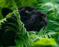 Схема вышивки «пантера»